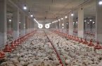 ۸۵ درصد واحدهای مرغداری در استان بوشهر فعال هستند